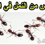 أسهل طرق للقضاء على النمل بوصفات منزلية